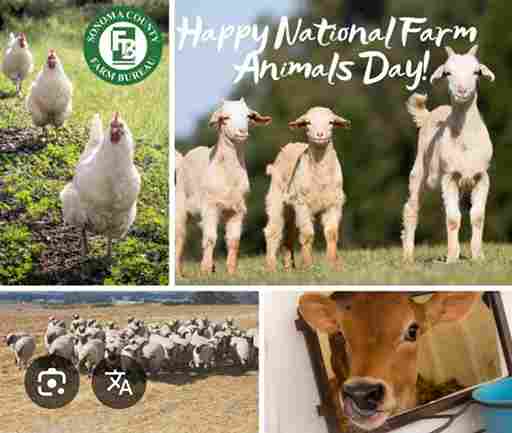 “Mataan Lakum Walian’amikum: Ketika Hewan Ternak Menguji Kesadaran Manusia” (Refleksi Hari Ternak, 10 April)