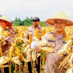 Polsek Kulim Panen Raya Jagung Pipil di Tenayan Raya, “Dukung Ketahanan Pangan”