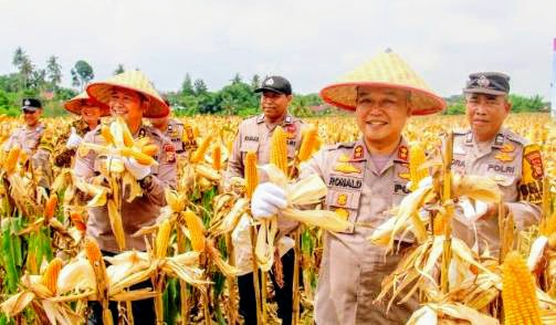 Polsek Kulim Panen Raya Jagung Pipil di Tenayan Raya, “Dukung Ketahanan Pangan”