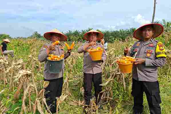 Polsek Kunto Darussalam Komitmen Dukung Swasembada Pangan Lewat Panen Raya Jagung di Desa Muara Dilam