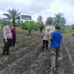 Polisi Cinta Petani, Polsek Kunto Darussalam Turun ke Lahan Jagung Perkuat Ketahanan Pangan Masyarakat
