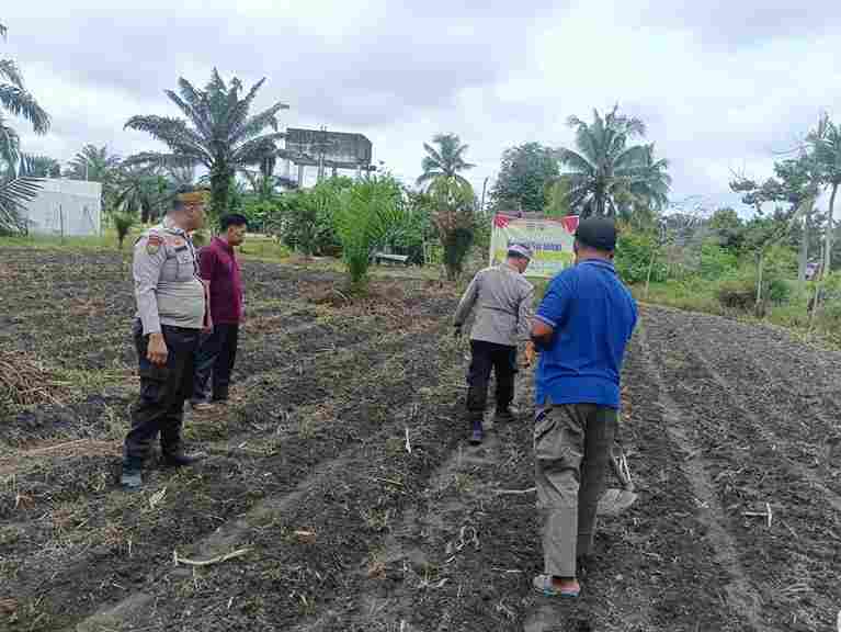 Polisi Cinta Petani, Polsek Kunto Darussalam Turun ke Lahan Jagung Perkuat Ketahanan Pangan Masyarakat