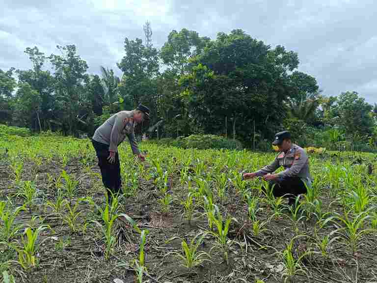 Polsek Rambah Hilir Hadir Mengawal Harapan Petani