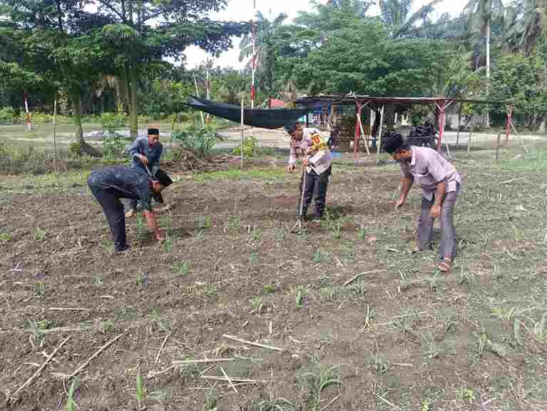Polisi Cinta Petani Menguat, Polsek Kunto Darussalam Kawal Optimalisasi Pertumbuhan Jagung Hibrida di Desa Pasir Luhur