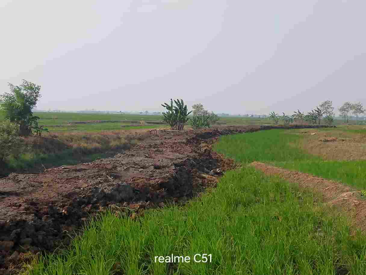 Kelompok Tani Desa Sumber Mulya Haurgeulis Mengeluh, Sawah Tadah Hujan Mulai Dilanda Kekeringan